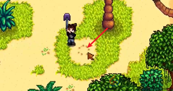 星露谷物语姜岛北部金核桃在哪(图5) 星露谷物语姜岛北部金核桃在哪(图5)