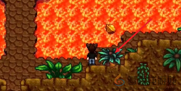 星露谷物语姜岛北部金核桃在哪(图20) 星露谷物语姜岛北部金核桃在哪(图20)